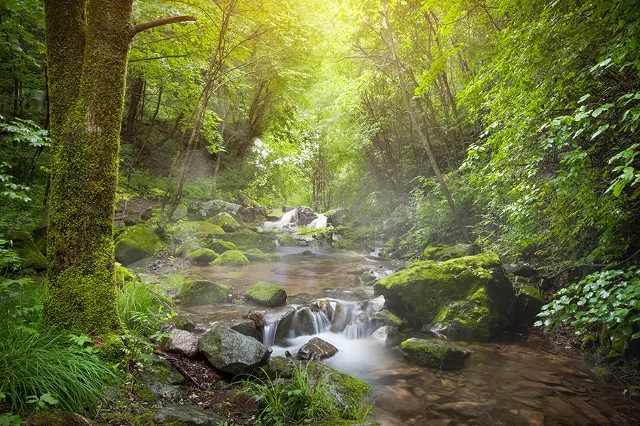 Waterfall in forest